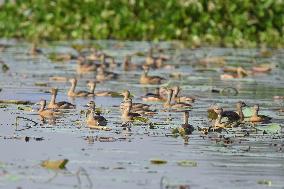 India Wildlife