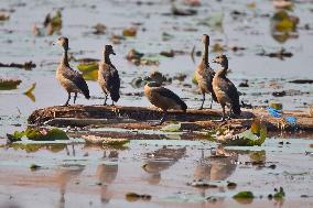 India Wildlife