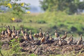 India Wildlife