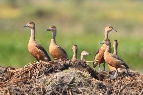 India Wildlife