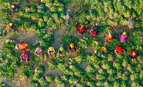 Villagers Harvesting Scallion - China