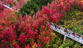 Autumn Scenery - China