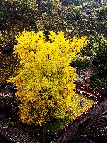 Autumn Scenery - China