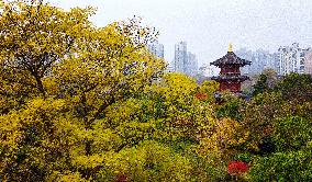 Autumn Scenery - China