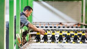 A Glove Processing Enterprise in Suqian