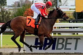 Thoroughbred Horse Racing At Woodbine Racetrack - November 23, 2024