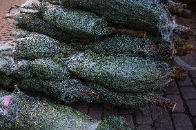 Christmas Trees In Poland