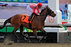 Thoroughbred Horse Racing At Woodbine Racetrack - November 23, 2024