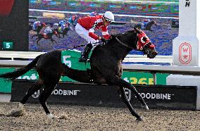 Thoroughbred Horse Racing At Woodbine Racetrack - November 23, 2024