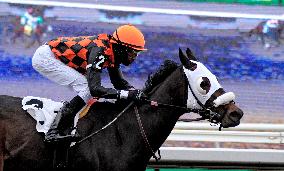 Thoroughbred Horse Racing At Woodbine Racetrack - November 23, 2024