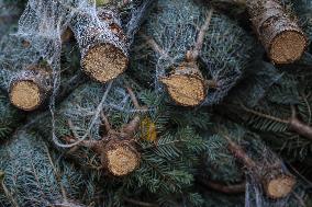 Christmas Trees In Poland