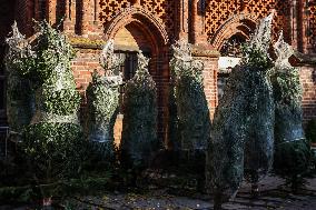 Christmas Trees In Poland