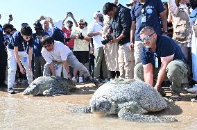 Sea Turtles Released on A Beach - Kuwait