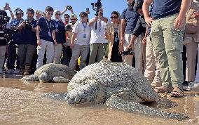 Sea Turtles Released on A Beach - Kuwait