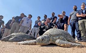 Sea Turtles Released on A Beach - Kuwait