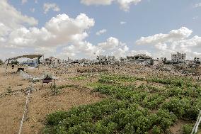 Daily life Of A Palestinian Farmer In The War