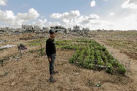 Daily life Of A Palestinian Farmer In The War