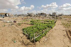 Daily life Of A Palestinian Farmer In The War