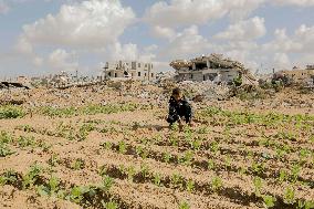 Daily life Of A Palestinian Farmer In The War