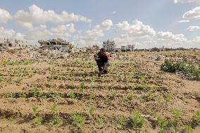 Daily life Of A Palestinian Farmer In The War