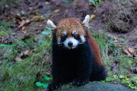 Red Panda