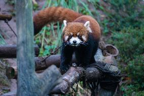 Red Panda