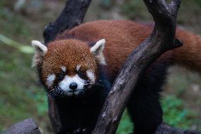 Red Panda