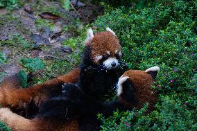 Red Panda