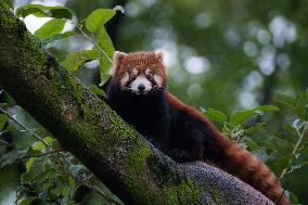 Red Panda