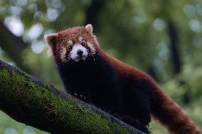 Red Panda