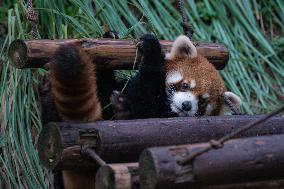 Red Panda