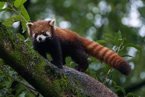 Red Panda