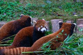 Red Panda