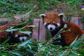 Red Panda