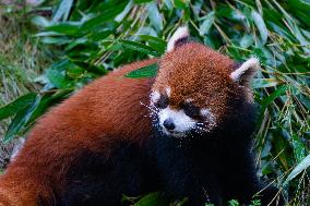 Red Panda