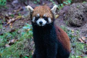 Red Panda