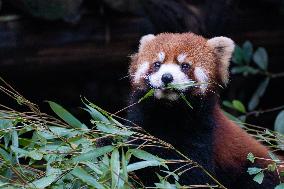 Red Panda