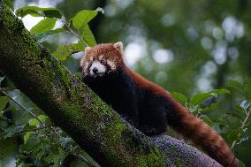 Red Panda