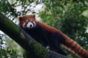 Red Panda