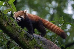 Red Panda