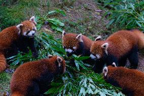 Red Panda