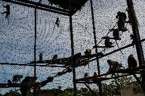 Monkey Buffet Festival In Thailand.