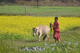 Daily Life In India