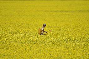 Daily Life In India