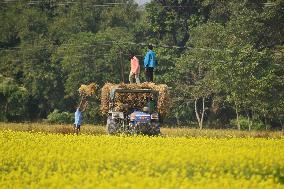 Daily Life In India