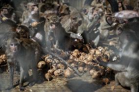 Monkey Buffet Festival In Thailand.