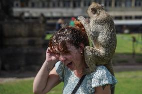 Monkey Buffet Festival In Thailand.