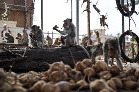 Monkey Buffet Festival In Thailand.