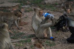 Monkey Buffet Festival In Thailand.