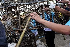 Monkey Buffet Festival In Thailand.